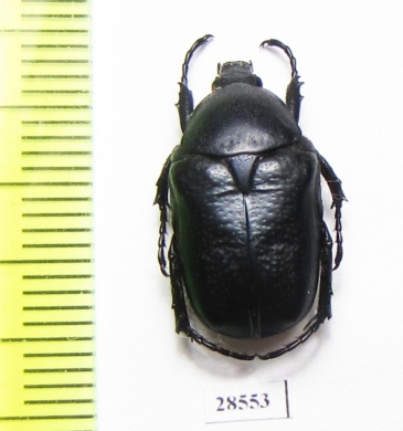 Aethiessa rugipennis  Armenia - INSECTS-STORE.RU