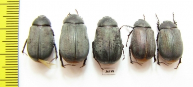 Melolonthinae sp.  Thailand - INSECTS-STORE.RU