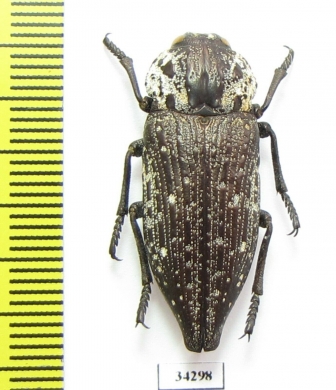 Capnodis excisa alfierii  Iran, Khuzestan prov. - INSECTS-STORE.RU