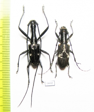 Gnoma sp., pair  Indonesia, Papua - INSECTS-STORE.RU