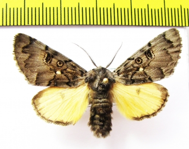 Xanthomantis cornelia  Russia, Far East - INSECTS-STORE.RU