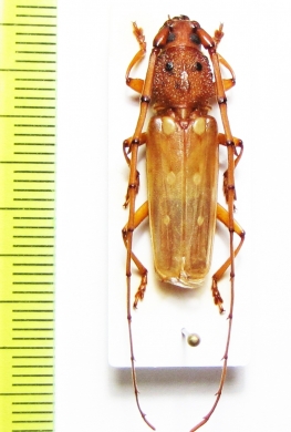 Coccoderus longespinicornis  French Guiana - INSECTS-STORE.RU
