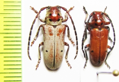 Tetraopes pilosus, T.femoratus  USA - INSECTS-STORE.RU