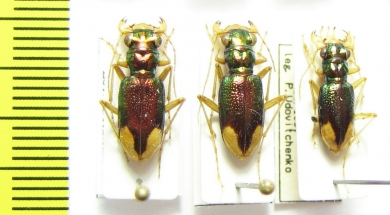 Tetracha fulgida flamula, pair  Peru - INSECTS-STORE.RU