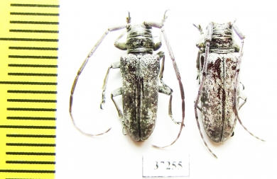 Prosopocera sp.  South Africa Rep. - INSECTS-STORE.RU