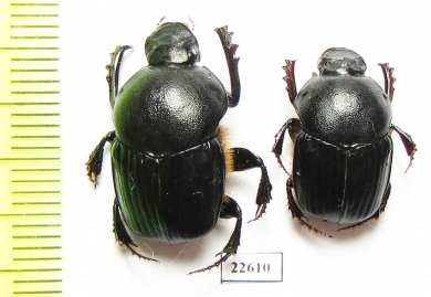 Onitis sp.  South Africa Rep. - INSECTS-STORE.RU