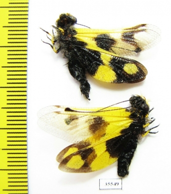 Ascalaphidae, Libelloides macaronius, pair  Russia, Daghestan reg. - INSECTS-STORE.RU