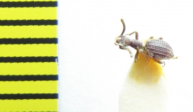 Stenosini sp.  Vietnam - INSECTS-STORE.RU