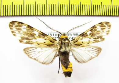 Erebidae sp.  Bolivia - INSECTS-STORE.RU