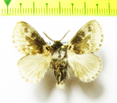 Lasiocampidae sp.?  Honduras - INSECTS-STORE.RU