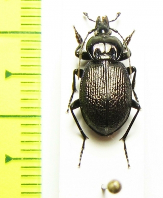 Sphaeroderus stenostomus lecontei  Canada - INSECTS-STORE.RU