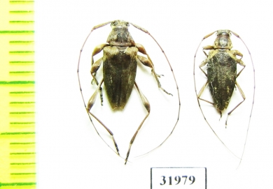 Cerambycidae sp.  Peru - INSECTS-STORE.RU
