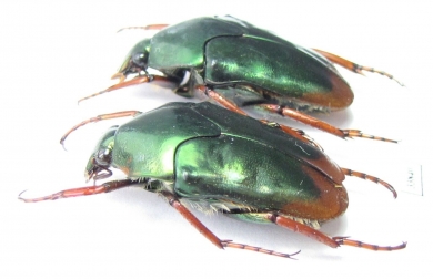 Lomaptera sp.  Indonesia, Misool isl. - INSECTS-STORE.RU