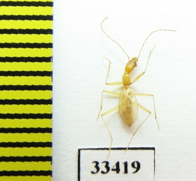 Aphaenops cerberus cerberus  France - INSECTS-STORE.RU