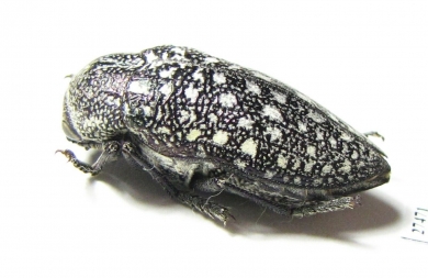 Julodis euphratica euphratica  Oman - INSECTS-STORE.RU
