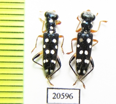 Cleridae sp. Laos - INSECTS-STORE.RU