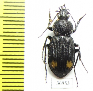 Carabidae sp.  Zambia - INSECTS-STORE.RU