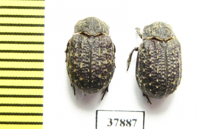Trox sabulosus  Russia, Kaluga reg. - INSECTS-STORE.RU