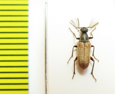 Ripiphoridae, Ptilophorus fischeri, male  Mongolia - INSECTS-STORE.RU