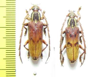 Coptopterus sp.  Indonesia, Papua - INSECTS-STORE.RU