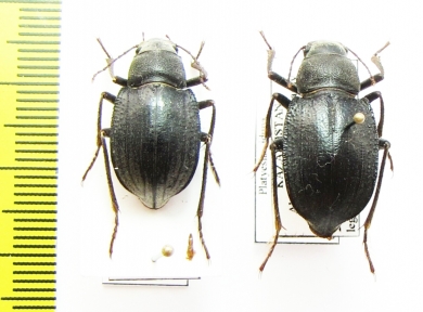 Platyesia iduna, pair  Kazakhstan - INSECTS-STORE.RU