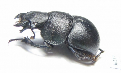 Lethrus frater, male  Tajikistan - INSECTS-STORE.RU