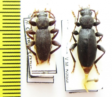 Drymochares starcki starcki, pair  Russia, Krasnodar reg. - INSECTS-STORE.RU