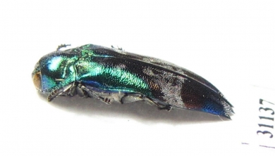 Coraebus hastanus  Laos - INSECTS-STORE.RU