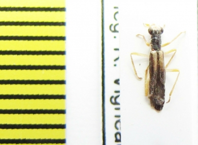 Isohydrocera curtipennis  Canada - INSECTS-STORE.RU