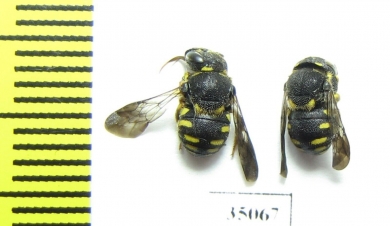 Hymenoptera sp.  Russia, Tver reg. - INSECTS-STORE.RU