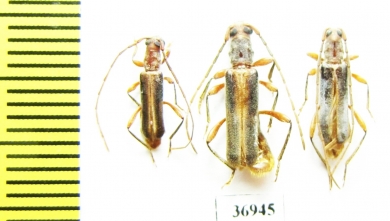 Cerambycidae sp.  South Africa Rep. - INSECTS-STORE.RU
