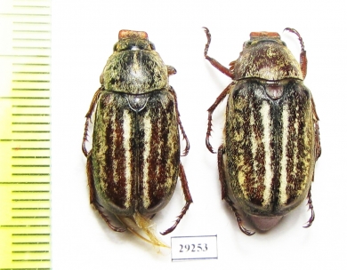 Anoxia australis, female  Spain - INSECTS-STORE.RU