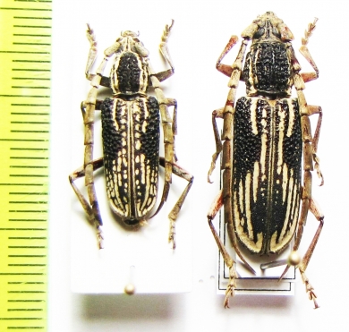 Xoanodera striata  Thailand - INSECTS-STORE.RU