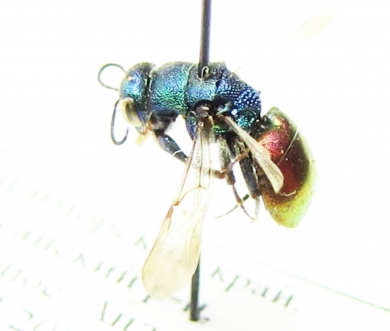 Chrysididae sp.  Russia, Far East - INSECTS-STORE.RU