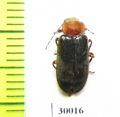 Dascillidae sp.  Malaysia, Borneo - INSECTS-STORE.RU