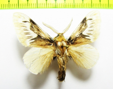 Lasiocampidae sp.?  Honduras - INSECTS-STORE.RU