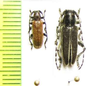 Anaesthetis testacea, Thyestilla gebleri  Russia, Far East - INSECTS-STORE.RU