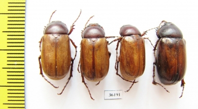 Melolonthinae sp.  Thailand - INSECTS-STORE.RU