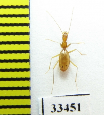 Aphaenops aeacus  France - INSECTS-STORE.RU