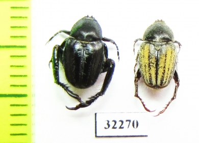 Hopliini sp., pair  South Africa Rep. - INSECTS-STORE.RU