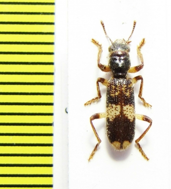 Cleridae sp. Malawi - INSECTS-STORE.RU
