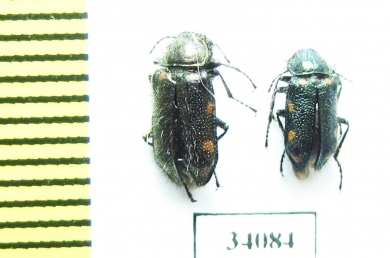 Melyridae sp.  Ecuador - INSECTS-STORE.RU
