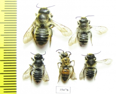 Hymenoptera sp.  Russia, Tver reg. - INSECTS-STORE.RU