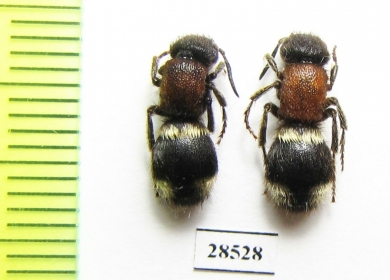 Mutillidae sp.  Kazakhstan - INSECTS-STORE.RU