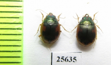 Omophron sp.  South Africa Rep. - INSECTS-STORE.RU