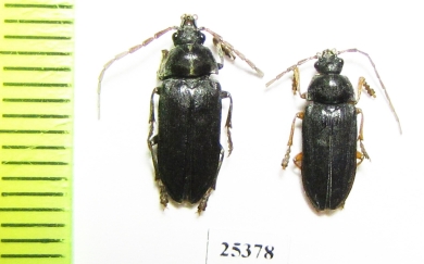 Dascillidae sp.  Vietnam - INSECTS-STORE.RU
