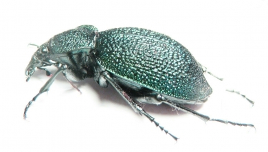 Carabus (Procerus) scabrosus miskai, female  Armenia 51mm - INSECTS-STORE.RU