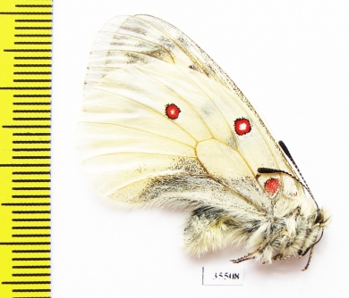 Parnassius phoebus interpositus  Russia, Yakutia reg. - INSECTS-STORE.RU