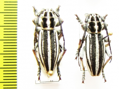 Dorcadion crassipes glazunovi  Kazakhstan - INSECTS-STORE.RU