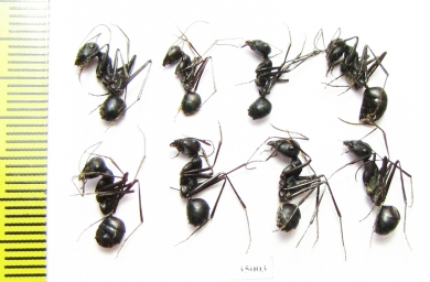 Formicidae sp.  Uzbekistan - INSECTS-STORE.RU